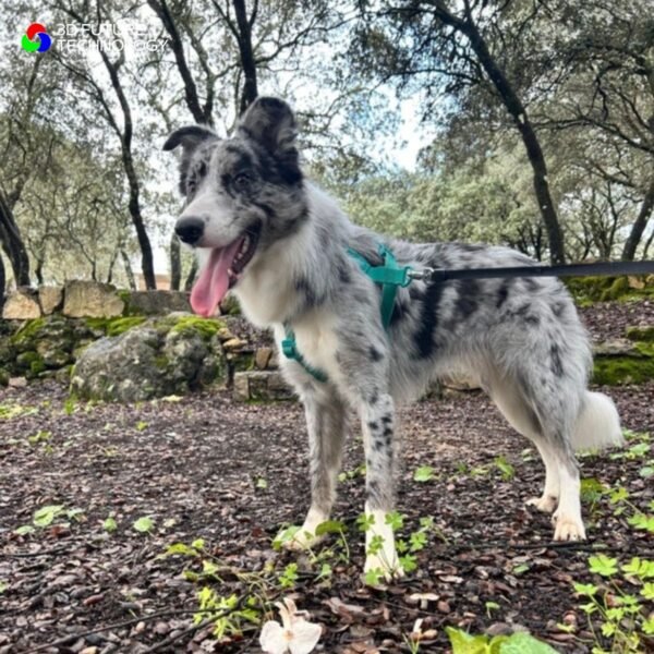 Estátua personalizada de Cão
